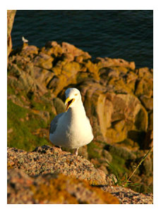 Möwe bei Corbiere Point, Jersey