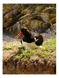 Eurasian oystercatchers near Elizabeth Castle, Jersey